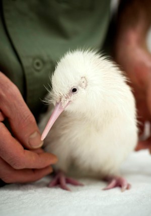 Mauriora - a rare white kiwi - has just hatched in New Zealand.