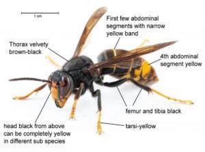 yellow legged hornet