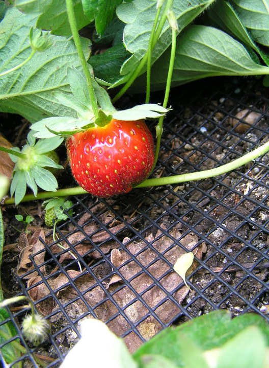 Strawberry