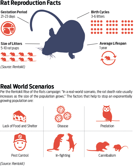 rats facts
