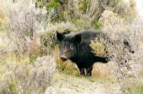 wild NZ boar/pig 