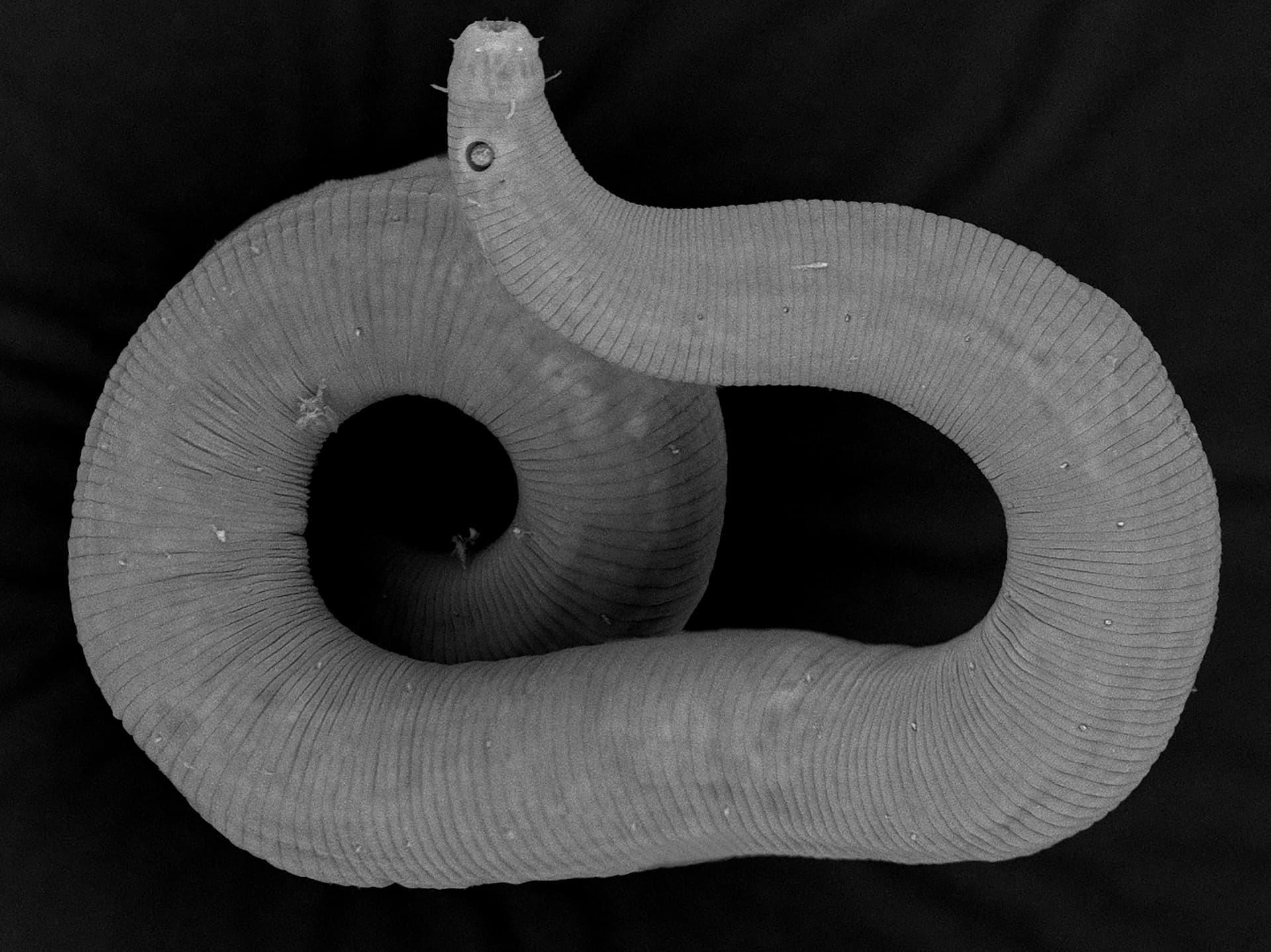 NIWA discovers over two dozen new marine species in Wellington inlet - Vimarsana News
