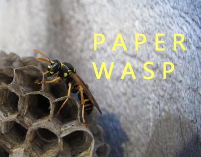 paper wasp