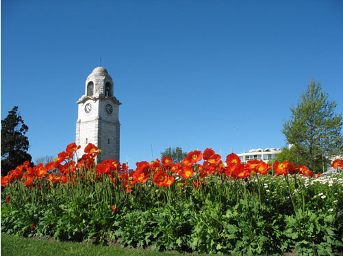 Iceland poppies (Papaver nudicaule) bring a bright splash of colour to Seymour Square.
