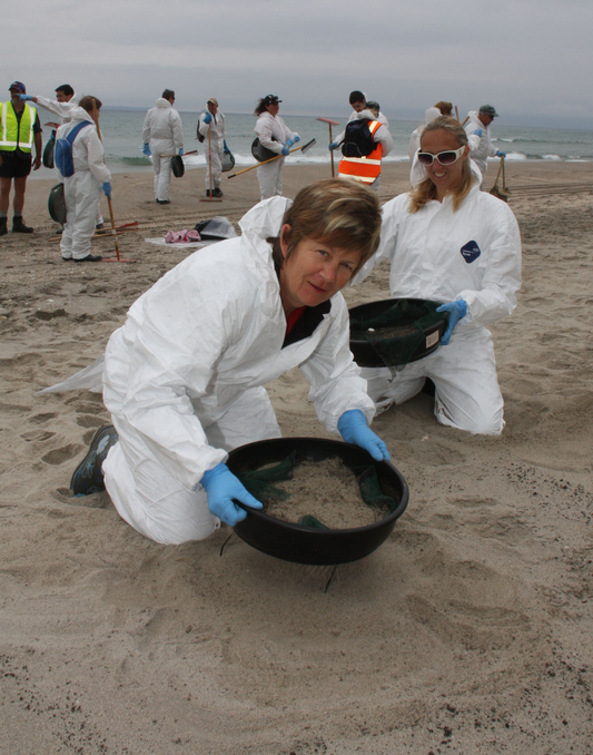 Volunteers undertaking beach clean up along Papamoa Beach, they are sifting the sand to retrieve oil.