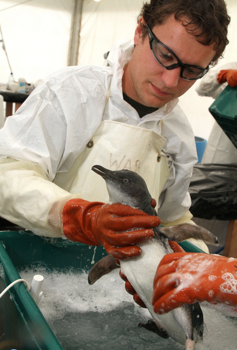 A little blue penguin gets the star wash treatment at the Oiled Wildlife Response Centre.