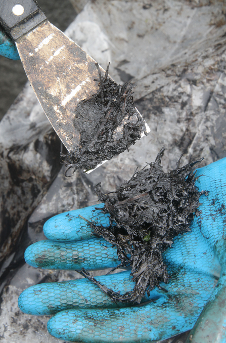 Some of the oil-coated material being removed from the beach.