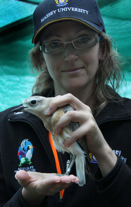 Vet Janelle Ward with a New Zealand Dotterel at the Wildlife Response Centre.