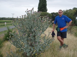 A thriving example of cotton thistle towers over 186 cm tall Council Biosecurity Officer, Rob Simons, shortly before he dispatched it.