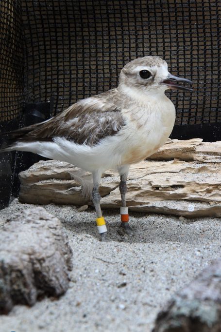 A tagged dotterel at the Wildlife Centre.