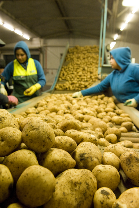 General shot of factory workers inspecting potato quality.