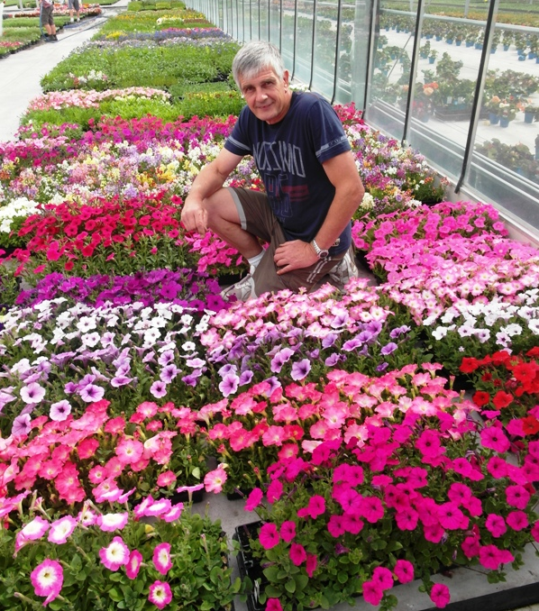 Egmont Seed Co General Manager John McCullough checks on progress with the thousands of flowers being grown for this year's Ellerslie International Flower Show at Zealandia nurseries.