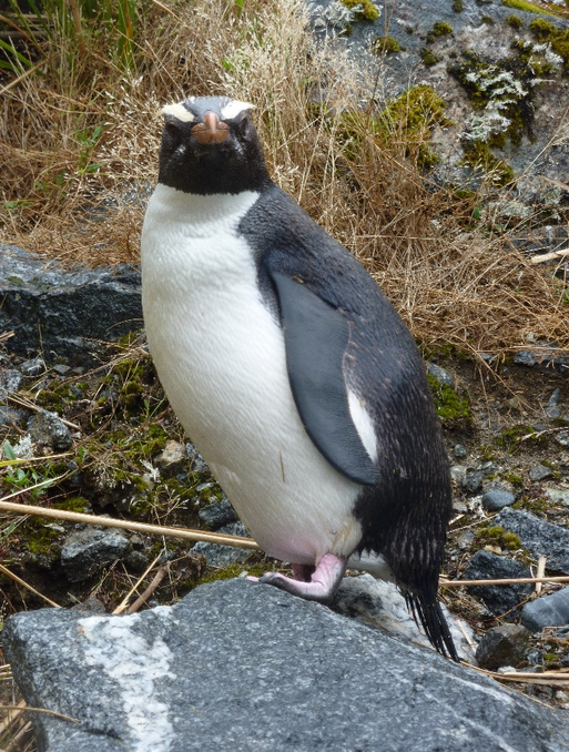 Close up view of the Tawaki.