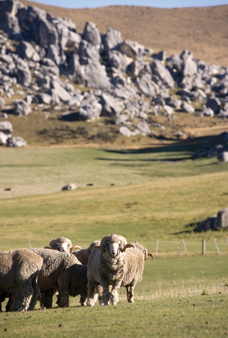 There is currently a total of 6500 stock on the farm, with a mixture of merino sheep, Angus and Angus/Hereford cross breeding cows and Rakaia Red Hind deer.