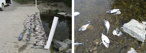 The remains of fish dumped in the Taylor River near Wither Road.