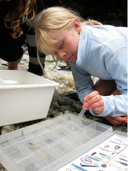 Esmee Davies learning about food webs. 