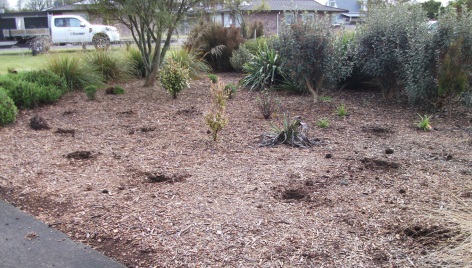 Damage at Percy Thomson Arboretum, where plants have been removed.