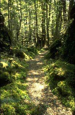 A path meanders through native New Zealand forest.