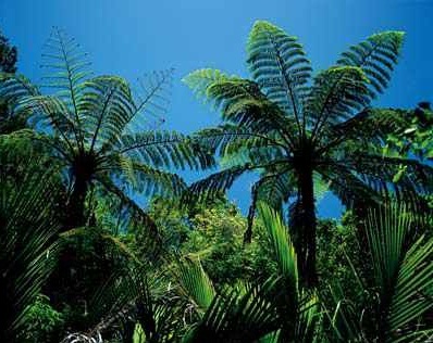 Native New Zealand ferns and nikau palms