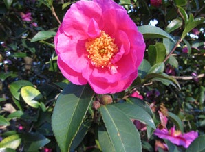 Flower Girl, a variety of Camellias