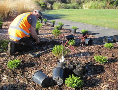 Alec Kelsen of Downer, replanting the Percy Thomson Arboretum with plants  kindly sponsored by New World Stratford.