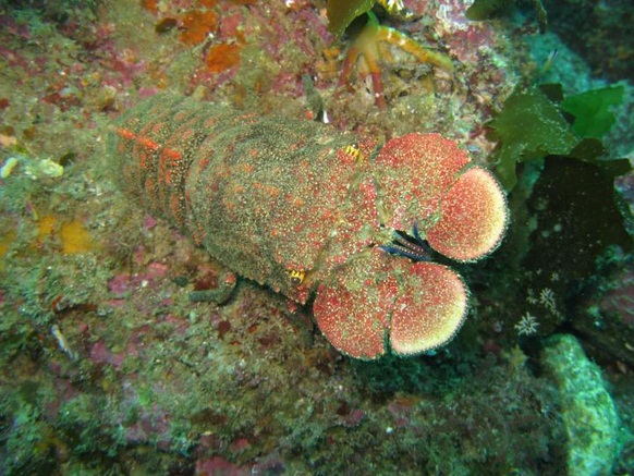 A Spanish lobster. Found along the north-eastern coast, this species is reportedly common on deep rubble reefs in the Hauraki Gulf.