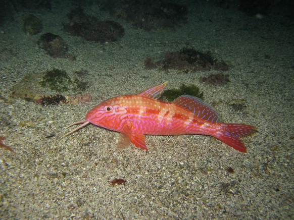 Red mullet (goatfish) sitting on shelly habitat &#8211; a common fish around reefs in the Hauraki Gulf.
