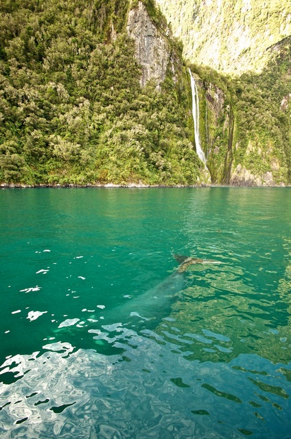 A Southern Right Whale in Milford Sound with the 155m Stirling Falls in the background. 