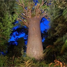 The mighty Tane Mahuta inspired Japan players before their next match 