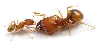 coastal brown ant