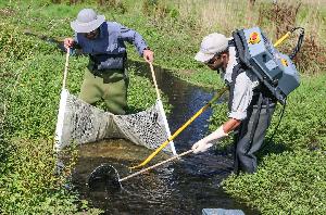 Fish & Game staff sampling a Wairarapa spring creek as part of their stream health monitoring programme.