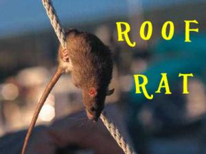 rat extermination auckland cbd