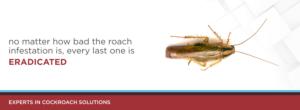 the rise and RISE of German cockroaches