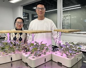 Vicky Tsui and Professor Alex Yip have created a small hydroponic system as a testing platform for an innovative new water treatment device.