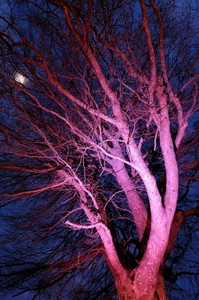 Stratford beech trees shining