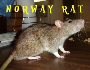 norway rat