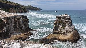 Muriwai Beach Gannet Colony