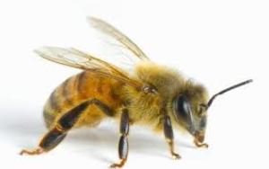 Bee's all a BUZZ