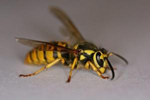 german wasp