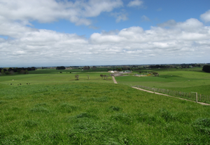 Rangitikei grass