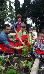 Foraging for a feast: kiwi chef Michael Meredith and Owairaka Primary school children harvest in the school garden (Mt Albert, Auckland)