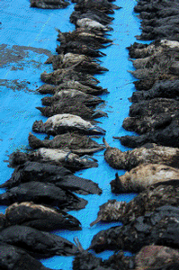 Oiled birds from Rena oil spill in the Bay of Plenty highlight the need for effective environmental disaster responses, raising questions about dependence on fossil fuels.