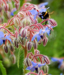 Bee enjoying borage flowers.