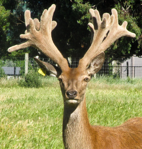 Remarkables Park Stud spiker number 48.