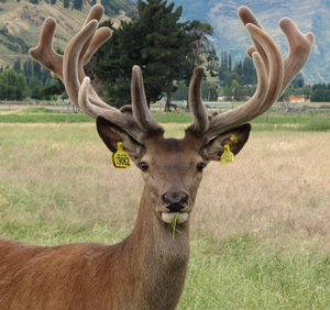 Remarkables Park Stud stag number 9062.