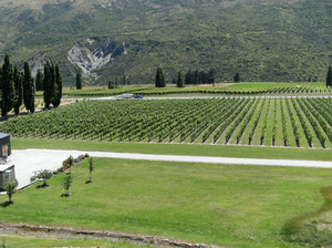 Central Otago's Hawkshead Winery showing the Lark Block of grapes.