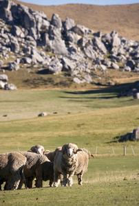 There is currently a total of 6500 stock on the farm, with a mixture of merino sheep, Angus and Angus/Hereford cross breeding cows and Rakaia Red Hind deer.