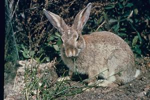 New recreational hunting permit for small game animals.