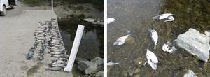 The remains of fish dumped in the Taylor River near Wither Road.