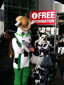 PAK'nSAVE Running of the Cows